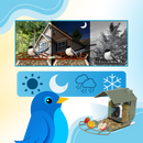 AI Solar Bird Feeder