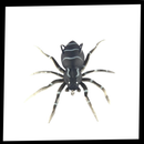 Natural Movement Spider Lures